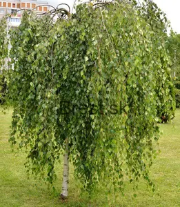 Betula pendula 'Youngii'